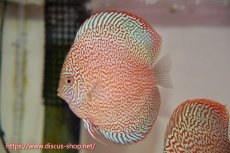 画像5: 【ディスカス】【通販】ロイヤルレッドパールサクラ（ハイフォーム）【個体ペア販売】12cm（生体）マレーシア　NAディスカスファーム (5)