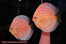 画像1: 【ディスカス】【通販】スーパーレッドパールチェッカーボード（ハイフォーム）【個体ペア販売】13cm（生体）マレーシア　NAディスカスファーム (1)