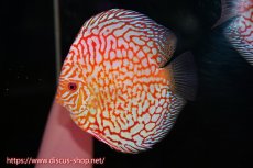画像2: 【ディスカス】【通販】スーパーレッドパールチェッカーボード（ハイフォーム）【個体ペア販売】13cm（生体）マレーシア　NAディスカスファーム (2)