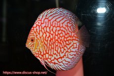 画像4: 【ディスカス】【通販】スーパーレッドパールチェッカーボード（ハイフォーム）【個体ペア販売】13cm（生体）マレーシア　NAディスカスファーム (4)
