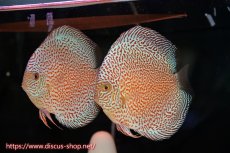 画像1: 【ディスカス】【通販】スーパーレッドキングバイパー（ハイフォーム）【個体ペア販売】13cm（生体）マレーシア　NAディスカスファーム (1)