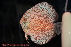 画像2: 【ディスカス】【通販】スーパーレッドキングバイパー（ハイフォーム）【個体ペア販売】13cm（生体）マレーシア　NAディスカスファーム (2)