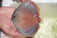 画像3: 【ディスカス】【通販】スーパーレッドキングバイパー（ハイフォーム）【個体ペア販売】13cm（生体）マレーシア　NAディスカスファーム (3)