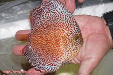 画像7: 【ディスカス】【通販】スーパーレッドキングバイパー（ハイフォーム）【個体ペア販売】13cm（生体）マレーシア　NAディスカスファーム (7)