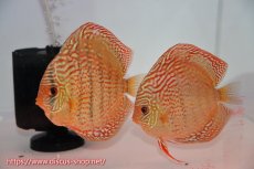 画像1: 【ディスカス】【通販】【究極のワイルドクロス】ワイルドクロスロイヤルターコイズ【個体ペア販売】12-13cm（生体）マレーシア　KLディスカスファーム (1)