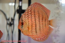 画像2: 【ディスカス】【通販】【究極のワイルドクロス】ワイルドクロスロイヤルターコイズ【個体ペア販売】12-13cm（生体）マレーシア　KLディスカスファーム (2)