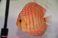 画像5: 【ディスカス】【通販】【究極のワイルドクロス】ワイルドクロスロイヤルターコイズ【個体ペア販売】12-13cm（生体）マレーシア　KLディスカスファーム (5)