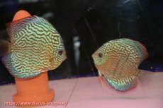 画像1: 【ディスカス】【通販】サクラメイズレオパード（ハイフォーム）【個体ペア販売】13-15cm（生体）マレーシア　KLディスカスファーム (1)