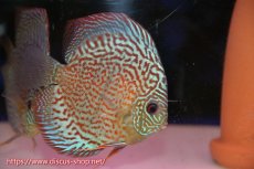 画像5: 【ディスカス】【通販】サクラメイズレオパード（ハイフォーム）【個体ペア販売】13-15cm（生体）マレーシア　KLディスカスファーム (5)
