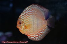 画像5: 【ディスカス】【通販】ロイヤルレッドターコイズヘッケルクロス（ハイフォーム）【個体ペア販売】15cm（生体）マレーシア　KLディスカスファーム (5)