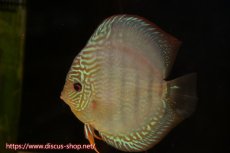 画像5: 【ディスカス】【通販】ヤムンダロイヤルブルー クロス ヤムンダブルームーン( F3)（ハイフォーム）【個体ペア販売】16-18cm （生体）マレーシア　KLディスカスファーム (5)