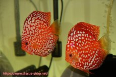 画像1: 【 中秋のディスカスペア祭り 】【ディスカス】【通販】スターダストポルカドット【個体ペア販売】14-15cm（生体） (1)
