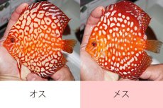 画像2: 【 中秋のディスカスペア祭り 】【ディスカス】【通販】スターダストポルカドット【個体ペア販売】14-15cm（生体） (2)
