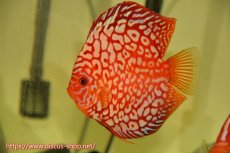 画像3: 【 中秋のディスカスペア祭り 】【ディスカス】【通販】スターダストポルカドット【個体ペア販売】14-15cm（生体） (3)