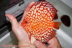 画像4: 【 中秋のディスカスペア祭り 】【ディスカス】【通販】スターダストポルカドット【個体ペア販売】14-15cm（生体） (4)