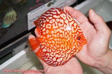 画像5: 【 中秋のディスカスペア祭り 】【ディスカス】【通販】スターダストポルカドット【個体ペア販売】14-15cm（生体） (5)