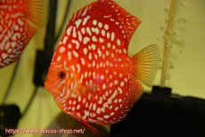 画像6: 【 中秋のディスカスペア祭り 】【ディスカス】【通販】スターダストポルカドット【個体ペア販売】14-15cm（生体） (6)