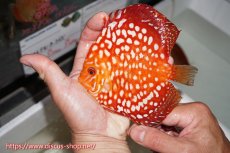 画像7: 【 中秋のディスカスペア祭り 】【ディスカス】【通販】スターダストポルカドット【個体ペア販売】14-15cm（生体） (7)