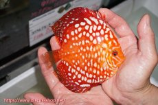 画像8: 【 中秋のディスカスペア祭り 】【ディスカス】【通販】スターダストポルカドット【個体ペア販売】14-15cm（生体） (8)