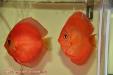 画像1: 【 中秋のディスカスペア祭り 】【ディスカス】【通販】サンメラー【個体ペア販売】14cm（生体） (1)