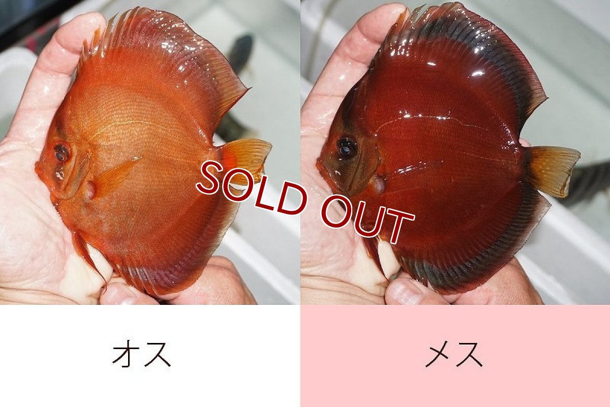 画像2: 【ディスカス】【通販】サンメラー【個体ペア販売】14cm（生体） (2)