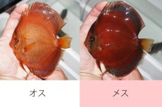 画像2: 【 中秋のディスカスペア祭り 】【ディスカス】【通販】サンメラー【個体ペア販売】14cm（生体） (2)