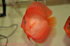 画像3: 【 中秋のディスカスペア祭り 】【ディスカス】【通販】サンメラー【個体ペア販売】14cm（生体） (3)
