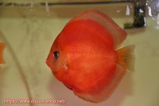 画像6: 【 中秋のディスカスペア祭り 】【ディスカス】【通販】サンメラー【個体ペア販売】14cm（生体） (6)