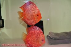 画像1: 【 中秋のディスカスペア祭り 】【ディスカス】【通販】スターダストポルカスネーク【個体ペア販売】14-15cm（生体） (1)