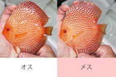 画像2: 【 中秋のディスカスペア祭り 】【ディスカス】【通販】スターダストポルカスネーク【個体ペア販売】14-15cm（生体） (2)