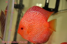 画像3: 【 中秋のディスカスペア祭り 】【ディスカス】【通販】スターダストポルカスネーク【個体ペア販売】14-15cm（生体） (3)