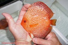 画像4: 【 中秋のディスカスペア祭り 】【ディスカス】【通販】スターダストポルカスネーク【個体ペア販売】14-15cm（生体） (4)