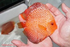 画像5: 【 中秋のディスカスペア祭り 】【ディスカス】【通販】スターダストポルカスネーク【個体ペア販売】14-15cm（生体） (5)