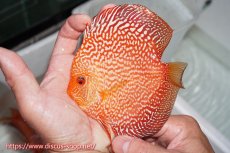 画像7: 【 中秋のディスカスペア祭り 】【ディスカス】【通販】スターダストポルカスネーク【個体ペア販売】14-15cm（生体） (7)
