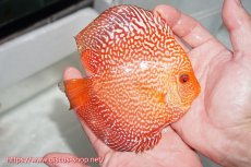 画像8: 【 中秋のディスカスペア祭り 】【ディスカス】【通販】スターダストポルカスネーク【個体ペア販売】14-15cm（生体） (8)