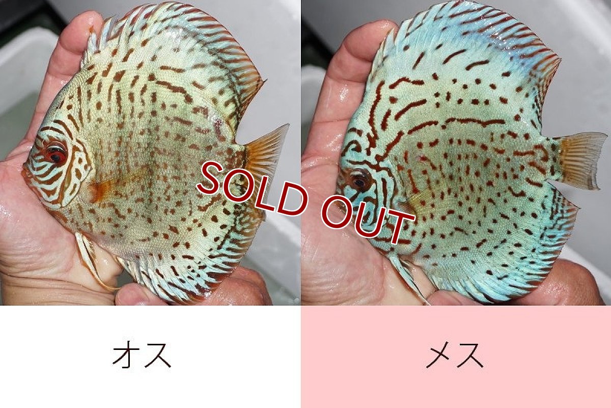 画像2: 【ディスカス】【通販】【体着経験あり】【産卵経験あり】スーパーブルーレオパード【個体ペア販売】15cm（生体） (2)