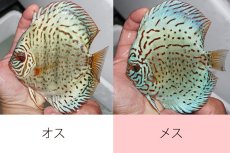 画像2: 【 中秋のディスカスペア祭り 】【ディスカス】【通販】スーパーブルーレオパード【個体ペア販売】15cm（生体） (2)