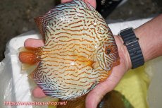 画像4: 【 中秋のディスカスペア祭り 】【ディスカス】【通販】【コンテストクラス ジャンボサイズ】アルタムスターライトレッドターコイズ（ハイフォーム）【個体ペア販売】17-19cm（生体）マレーシア　NAディスカスファーム (4)