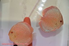 画像1: 【 中秋のディスカスペア祭り 】【ディスカス】【通販】スーパーレッドキングバイパー（ハイフォーム）【個体ペア販売】13cm（生体）マレーシア　NAディスカスファーム (1)