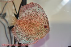 画像2: 【 中秋のディスカスペア祭り 】【ディスカス】【通販】スーパーレッドキングバイパー（ハイフォーム）【個体ペア販売】13cm（生体）マレーシア　NAディスカスファーム (2)