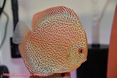 画像5: 【 中秋のディスカスペア祭り 】【ディスカス】【通販】スーパーレッドキングバイパー（ハイフォーム）【個体ペア販売】13cm（生体）マレーシア　NAディスカスファーム (5)