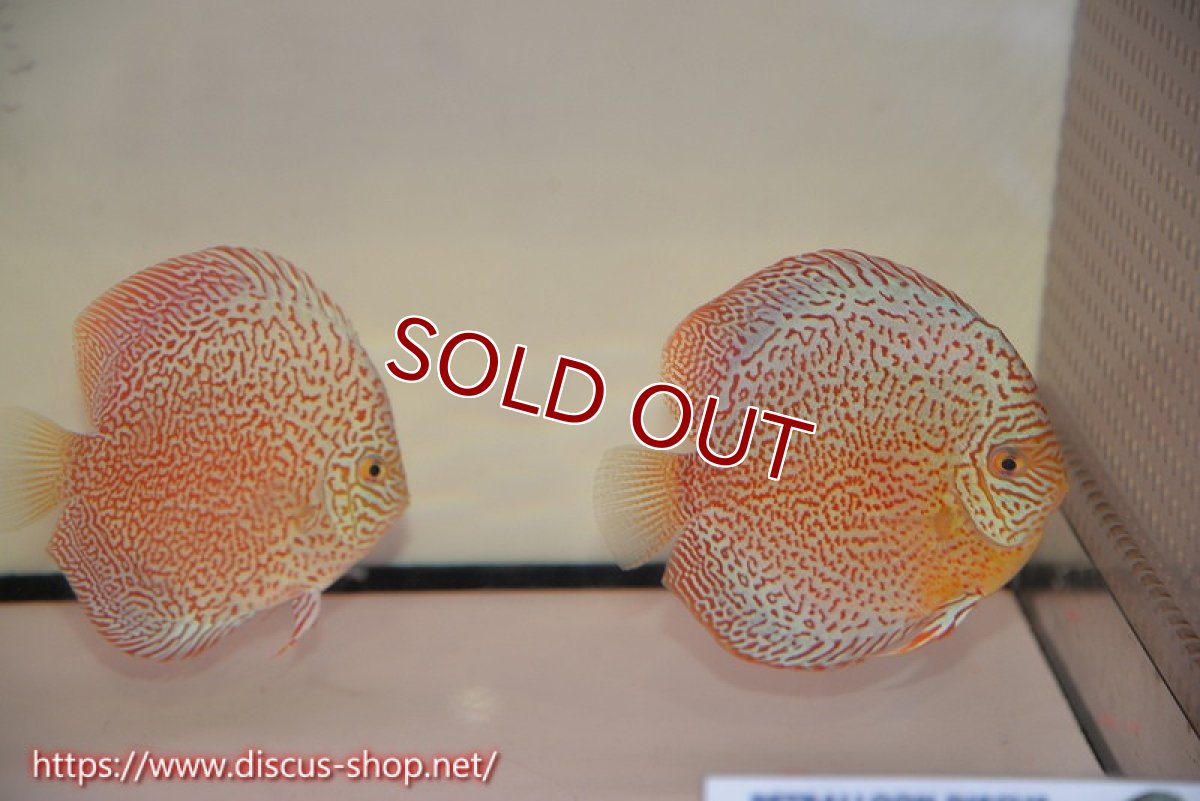 画像1: 【ディスカス】【通販】スーパーレッドキングバイパー（ハイフォーム）【個体ペア販売】13cm（生体）マレーシア　NAディスカスファーム (1)