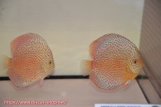 画像1: 【 中秋のディスカスペア祭り 】【ディスカス】【通販】スーパーレッドキングバイパー（ハイフォーム）【個体ペア販売】13cm（生体）マレーシア　NAディスカスファーム (1)