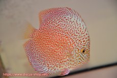 画像2: 【 中秋のディスカスペア祭り 】【ディスカス】【通販】スーパーレッドキングバイパー（ハイフォーム）【個体ペア販売】13cm（生体）マレーシア　NAディスカスファーム (2)