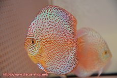 画像5: 【 中秋のディスカスペア祭り 】【ディスカス】【通販】スーパーレッドキングバイパー（ハイフォーム）【個体ペア販売】13cm（生体）マレーシア　NAディスカスファーム (5)