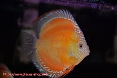 画像5: 【 中秋のディスカスペア祭り 】【ディスカス】【通販】紅月改 （種親候補レベル）【個体販売】13-14cm（生体）B-HOUSE 倉津氏作出 (5)