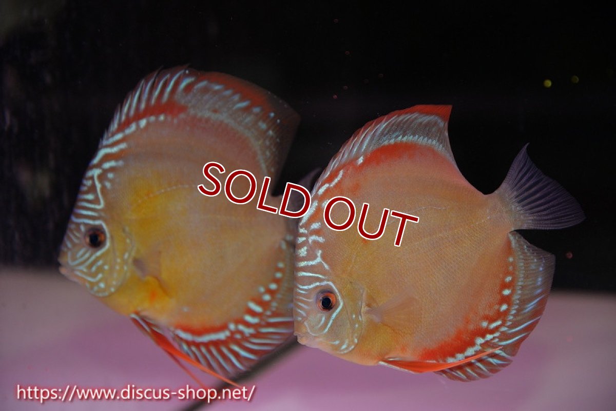 画像1: 【ディスカス】【通販】紅月 ヤングスター(ウルトラグレード血統)【個体ペア販売】12cm（生体）B-HOUSE 倉津氏作出 (1)
