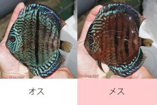画像1: 【ディスカス】【通販】【激レア2026ニューストレイン】スーパーレッドカタナスポッテッドヘッケルクロス【個体ペア販売】15-16cm（生体）マレーシア　KLディスカスファーム (1)