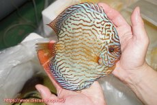 画像2: 【ディスカス】【通販】【コンテストクラス】アルタムスターライトレッドターコイズ（ハイフォーム）【個体販売】16-17cm（生体）マレーシア　NAディスカスファーム (2)