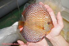 画像2: 【ディスカス】【通販】【コンテストクラス】アルタムスターライトレッドターコイズ（ハイフォーム）【個体販売】16-17cm（生体）マレーシア　NAディスカスファーム (2)